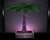 *DD TMI - TL.Palm