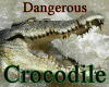 Animated Crocodile Fight