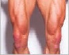 Legs Muscle