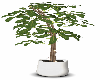 Indoor Potted Plant