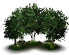~HD Trees