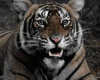 ✘- Tiger / Bodygaurd