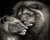 Lion  couple
