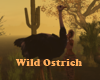 Wild Ostrich ani