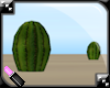  Barrel Cactus