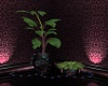 StaryNight Plants 1