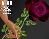 B* Dark Rose