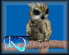 Owl Animated