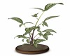 Big Leafy Plant