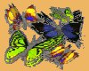 4 Animated Butterflies