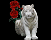 [AIB]White Tiger Rose