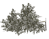 Broken Snow Tree