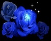 blue rose vase