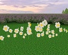 Daffodils In The Wind
