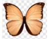 Peach butterfly