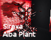 Sireva alba Plant 