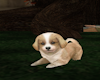 Puppy v1