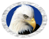 ~B~American Bald Eagle