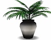 Steel Potted Dracaena 2