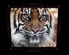 Framed Tiger Pic 1