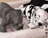 Puppies Sleeping