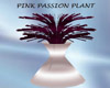 Pink Passion Plant