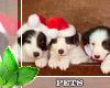!Ⓜ skye stocking pup