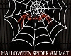 Halloween Spider Animate