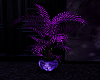 purple wolf plant