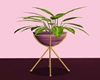 Plants xv