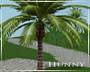 H. Palm Tree for Beach