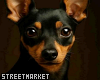 Chihuhua Pet Dog