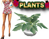 Indoor Rainforest Plants