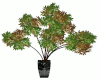 V6 Asian Autumn Tree