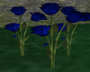 Deep Blue Roses