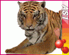Tiger #1