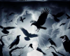 Crows night background