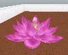 Lotus meditation11