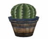 POTTED  CACTUS