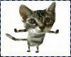 [iM0R] dancing cat *gif