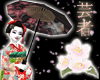 Black Sakura Parasole