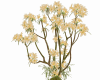 Exotic trees  flowers 7