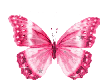 [KD] Pink Butterfly tat