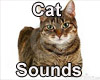 Domestic cat sounds