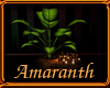Amaranth Plant