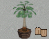 Potted Thatch Palm