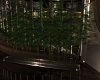 Manhattan Bamboo Plant