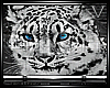 -V- Snow Leopard Bundle