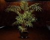 (SL) LL Palm Plant
