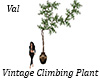 Vintage Climbing Plant